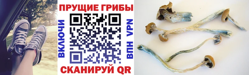 Галлюциногенные грибы GOLDEN TEACHER Почеп